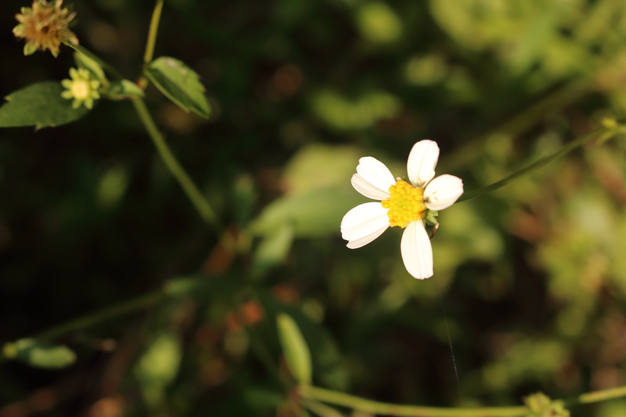 flower  white  wildflowers free photo