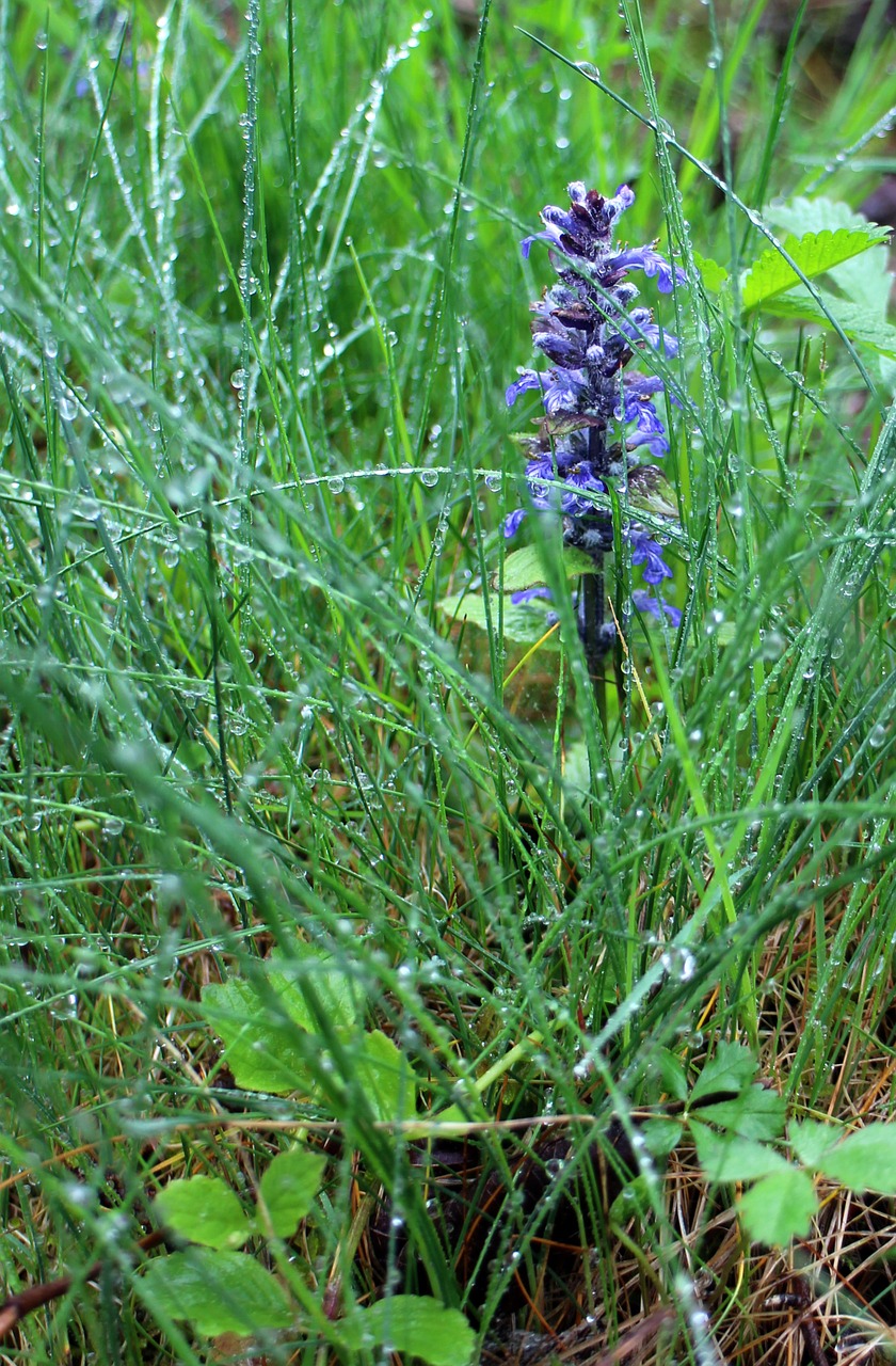 blossom bloom purple free photo