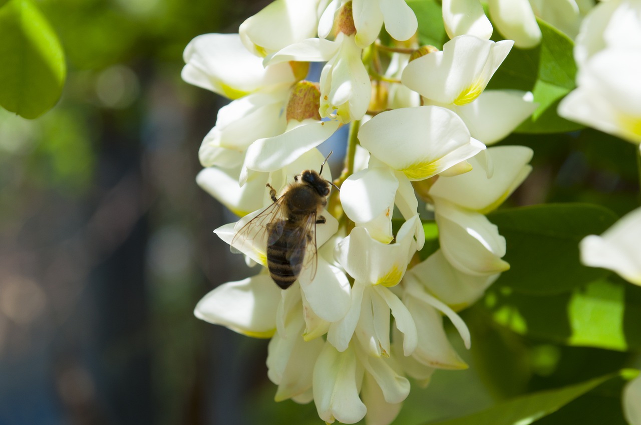 flower  nature  plant free photo