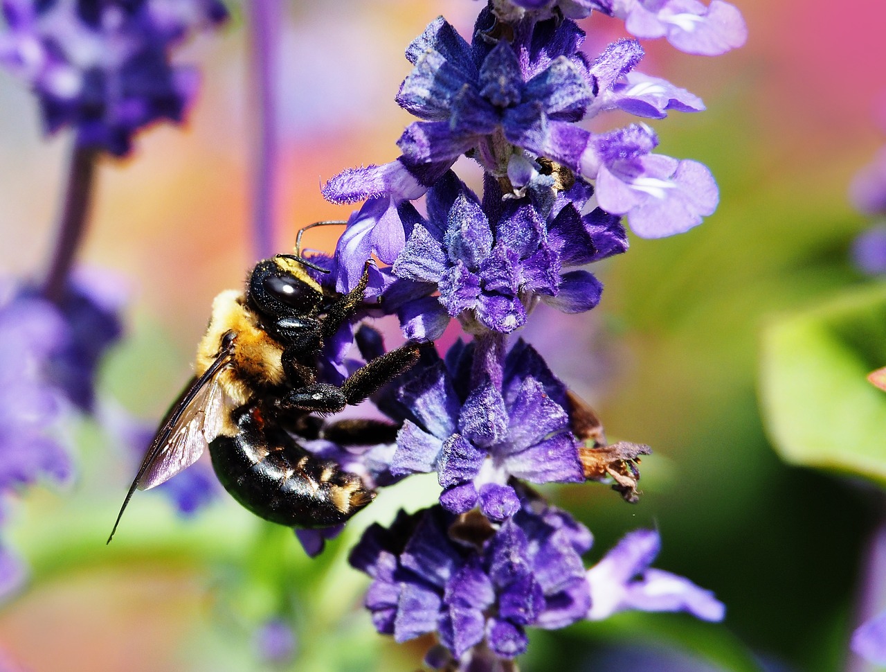 flower  nature  insect free photo