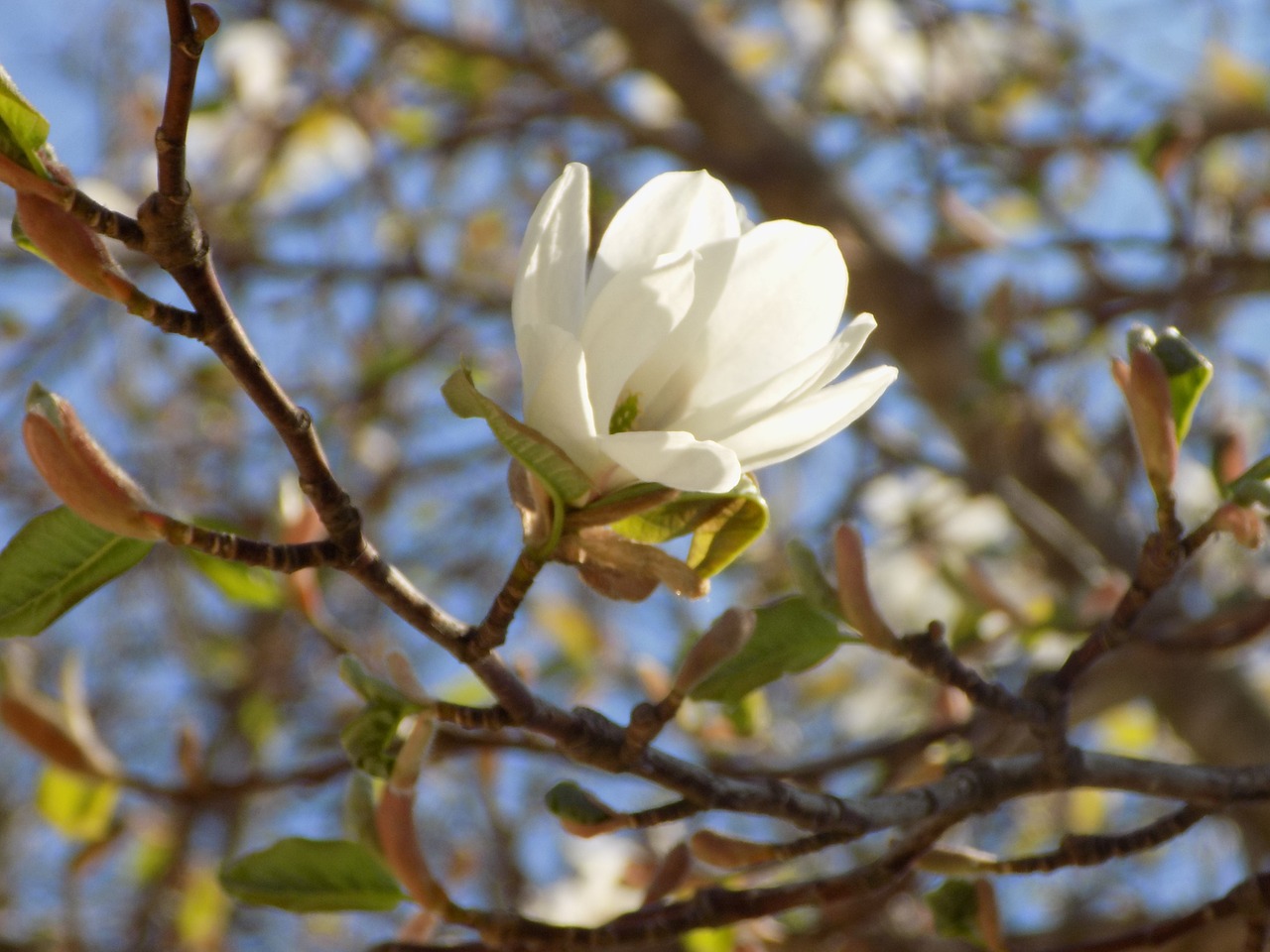 flower  wood  plant free photo