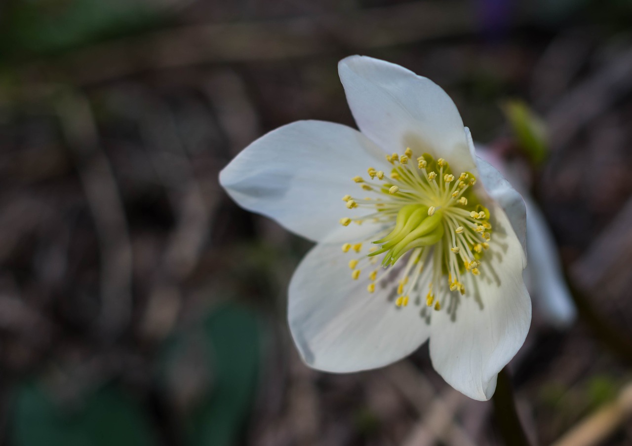 flower  nature  flora free photo