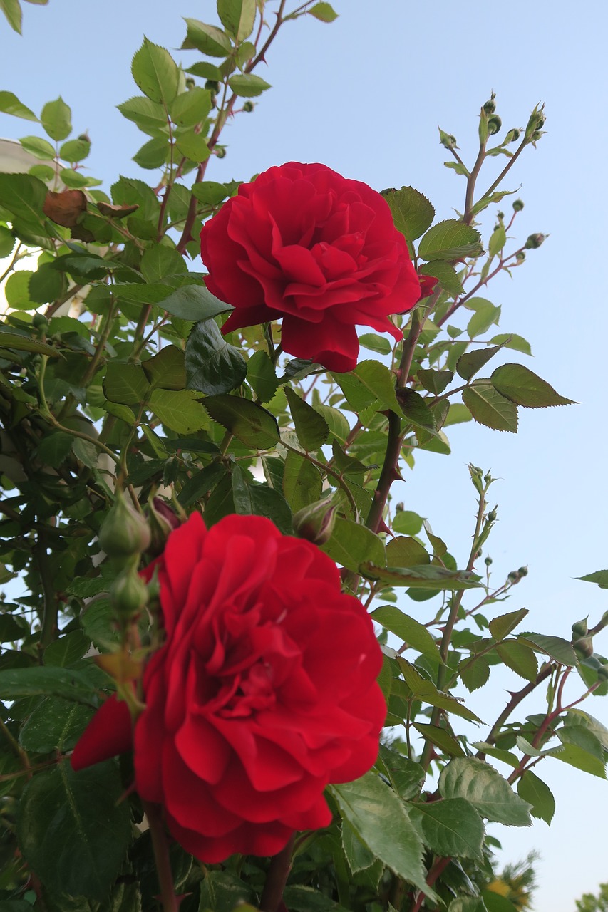 flower  rose  plant free photo