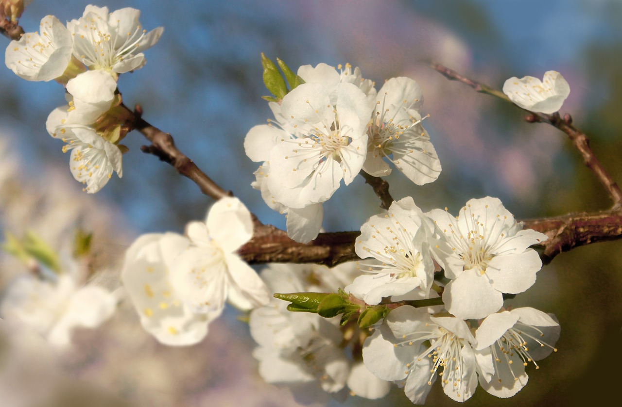 flower  cherry  tree free photo