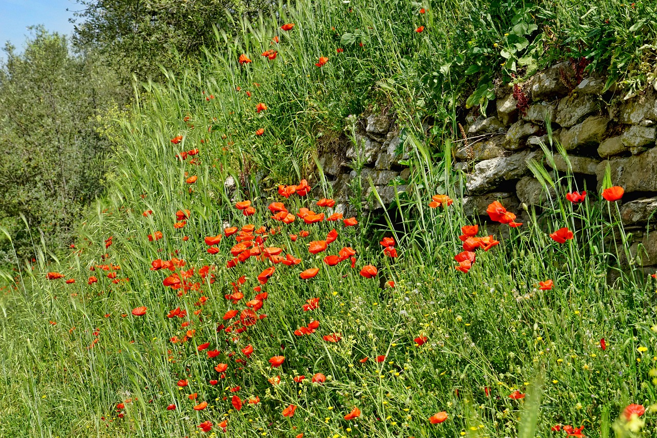 flower  nature  plant free photo