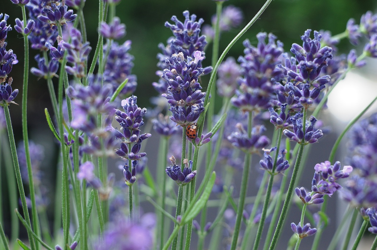 flower  lavender  ladybug free photo