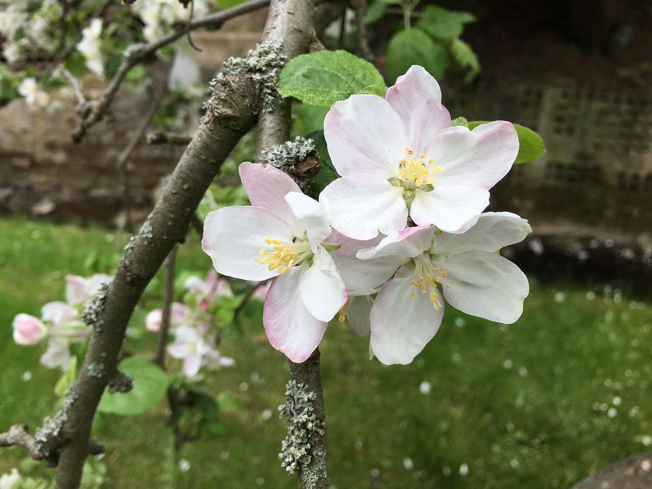 flower  nature  tree free photo