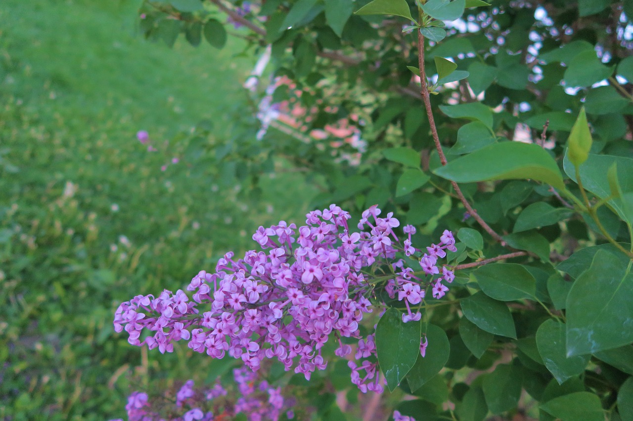 flower  plant  nature free photo