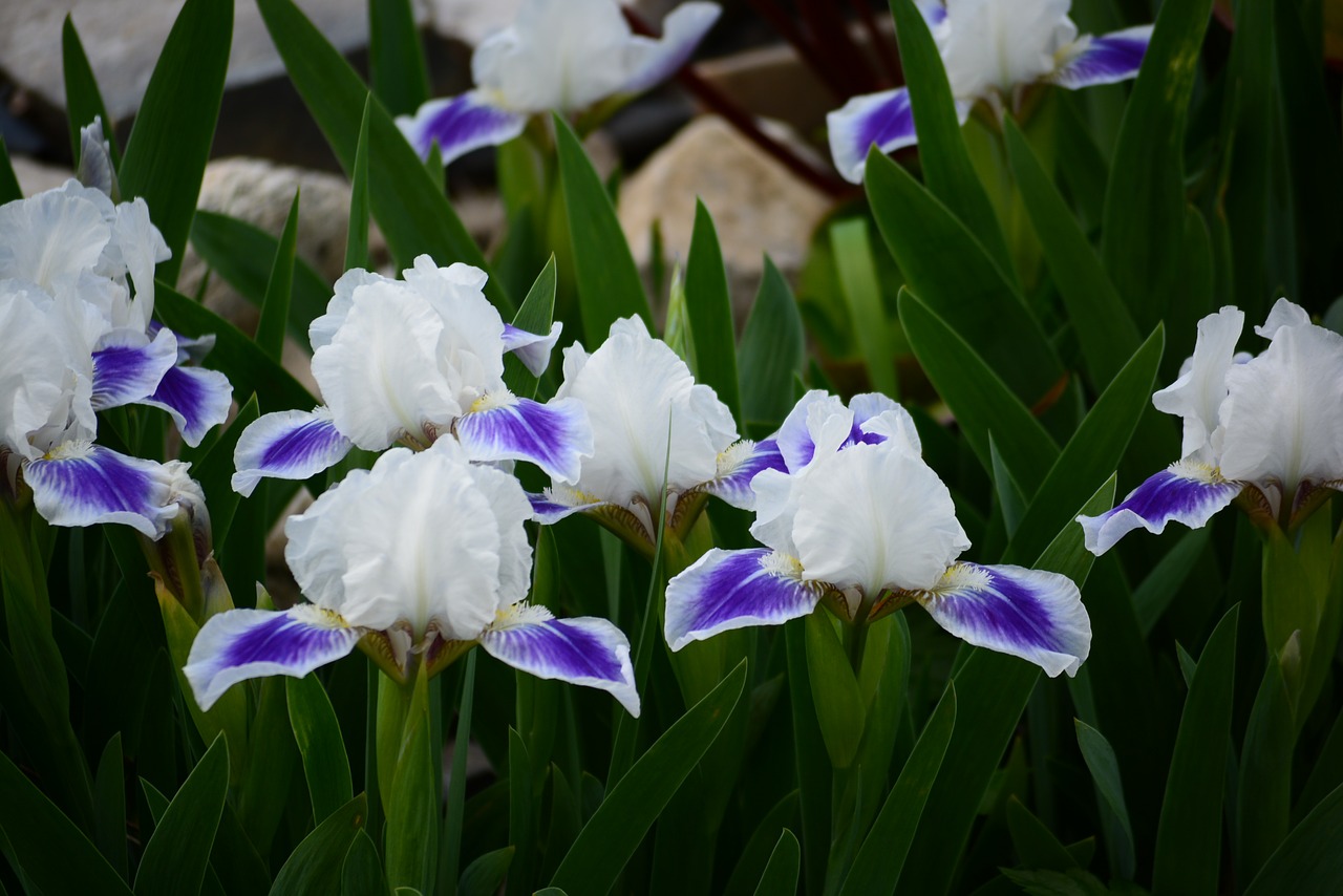 flower  nature  plant free photo