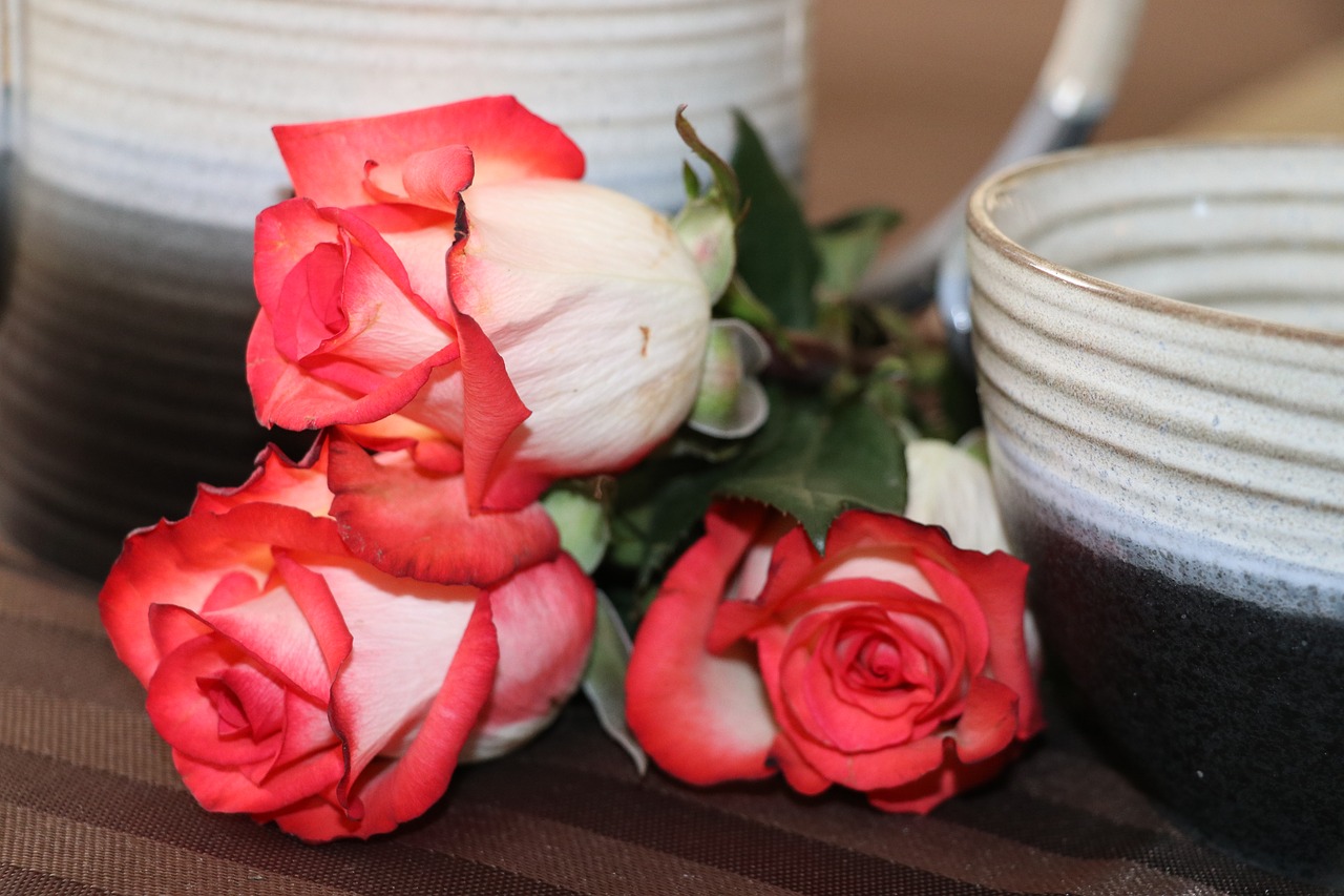 flower  rose  still life free photo