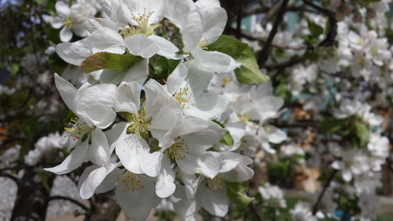 flower  plant  three free photo