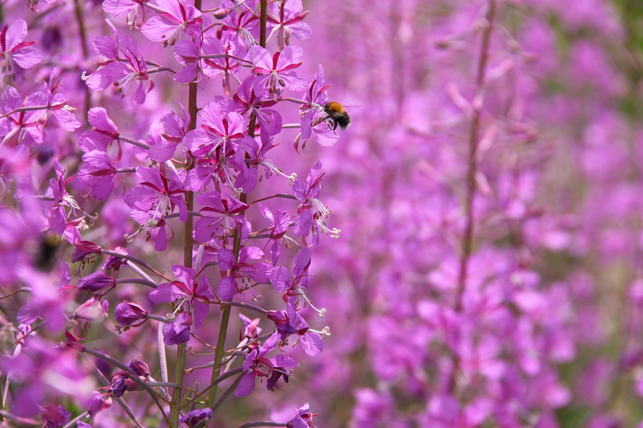 flower  the nature of the  plant free photo