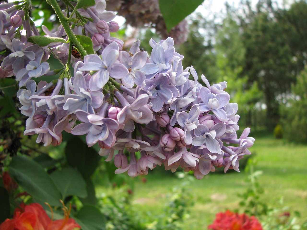 flower  garden  plant free photo