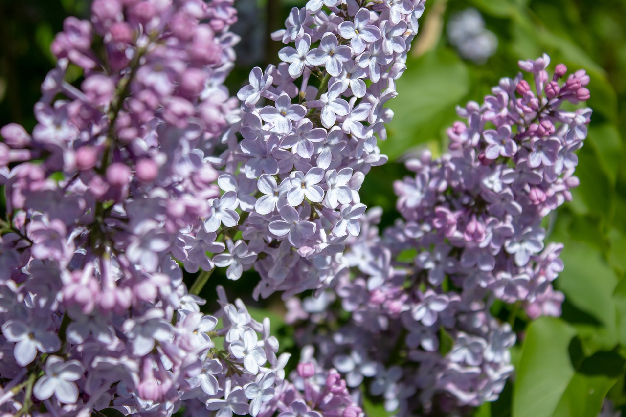 flower  plant  nature free photo