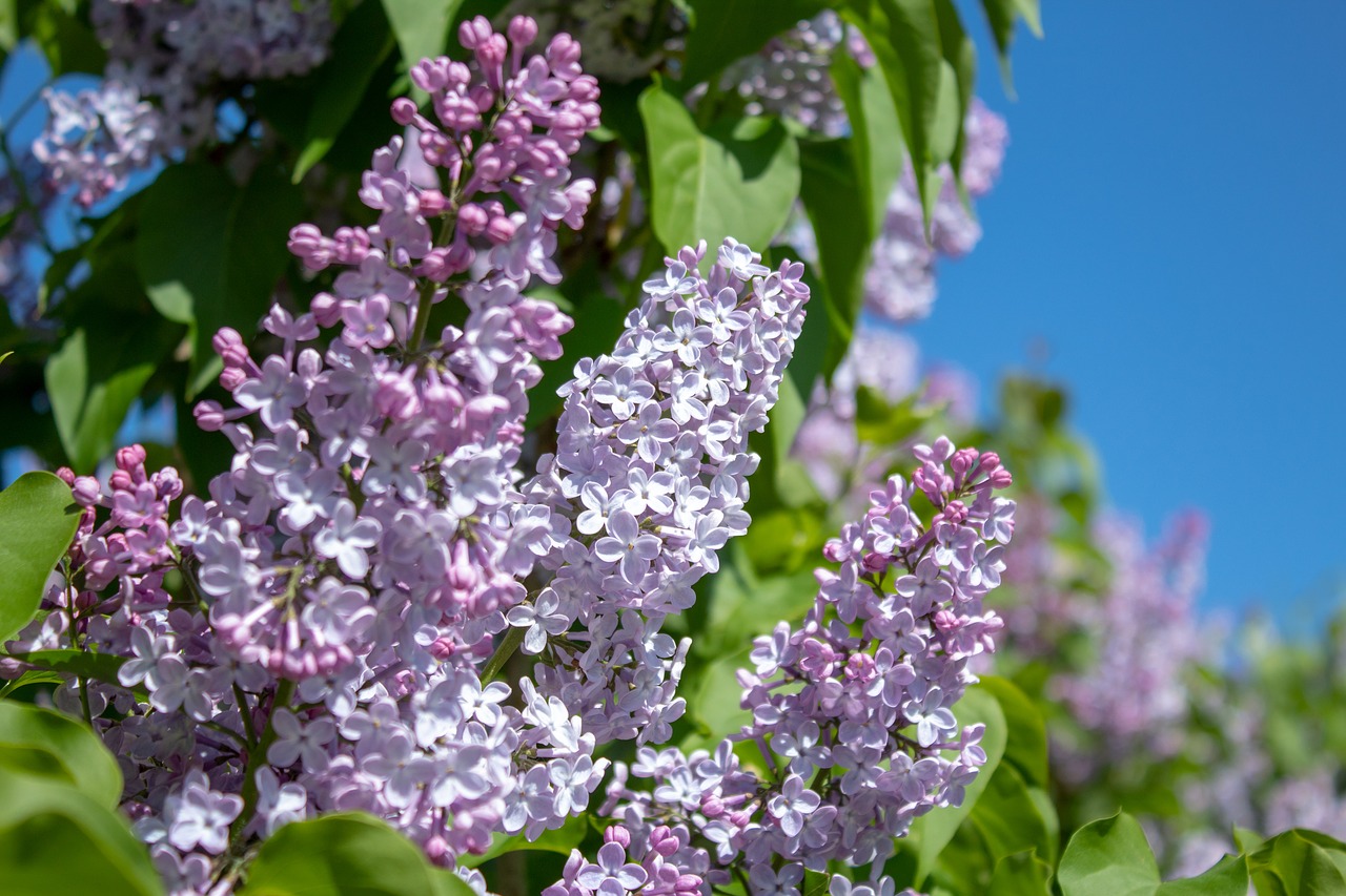 flower  plant  nature free photo