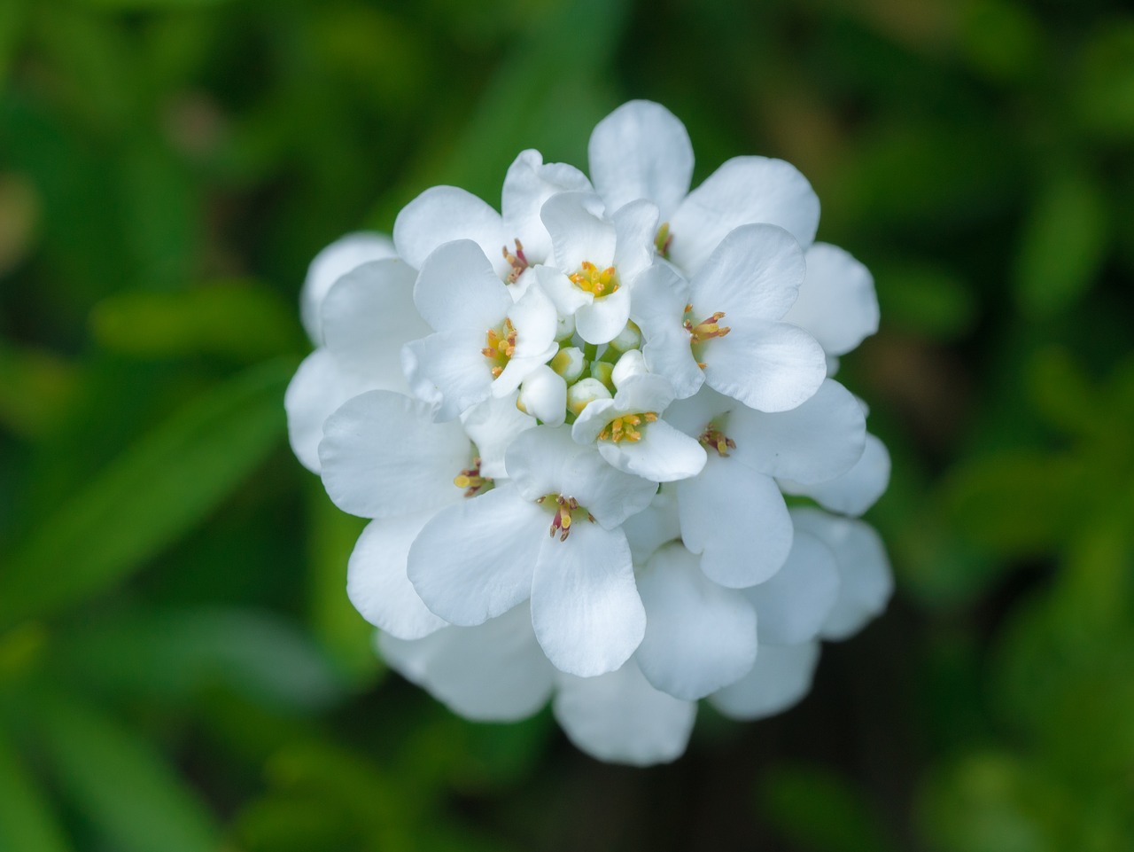 flower  flowers  bright free photo