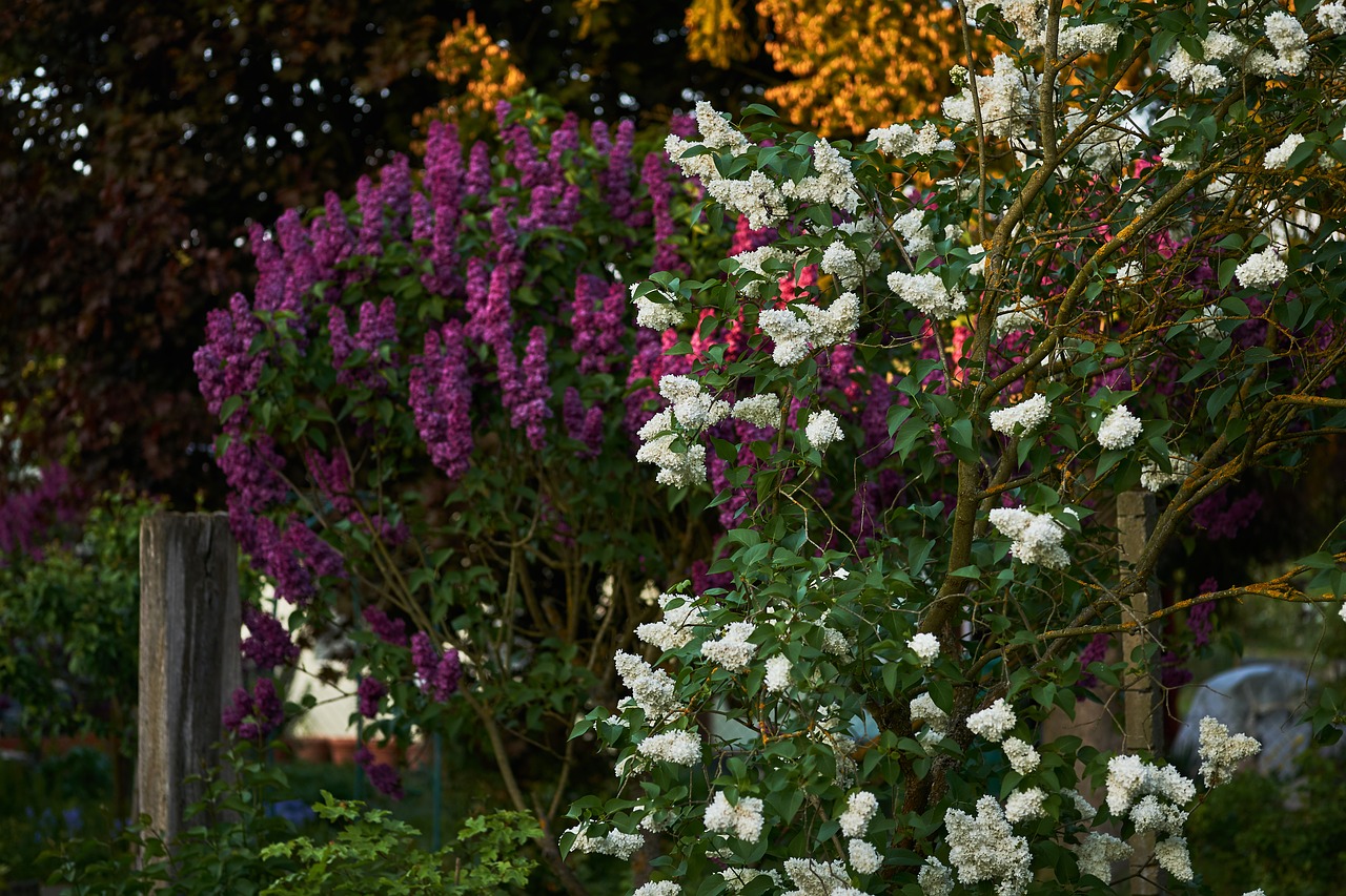 flower  plant  garden free photo