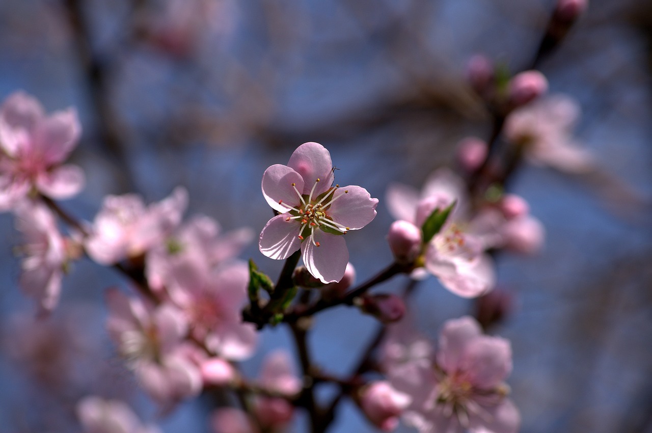 flower  pink  fruit tree free photo