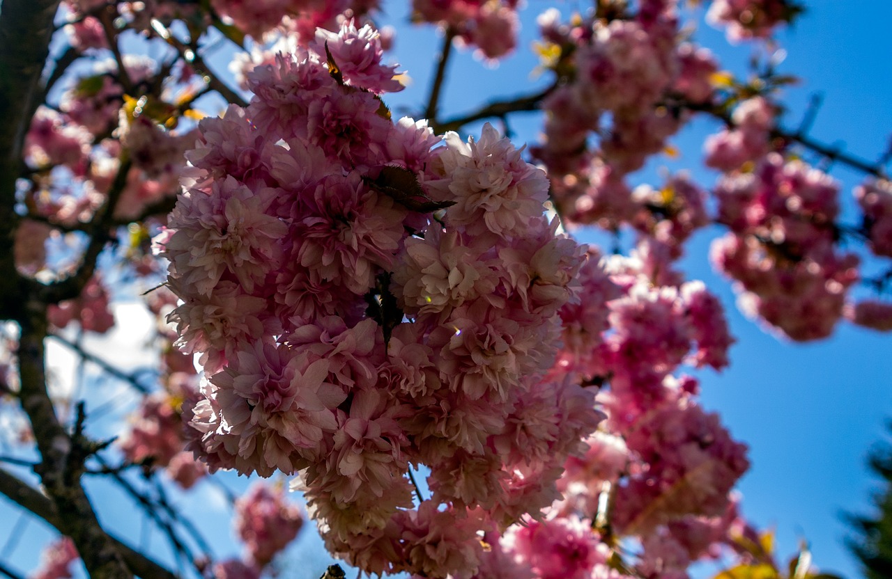 flower  branch  cherry free photo