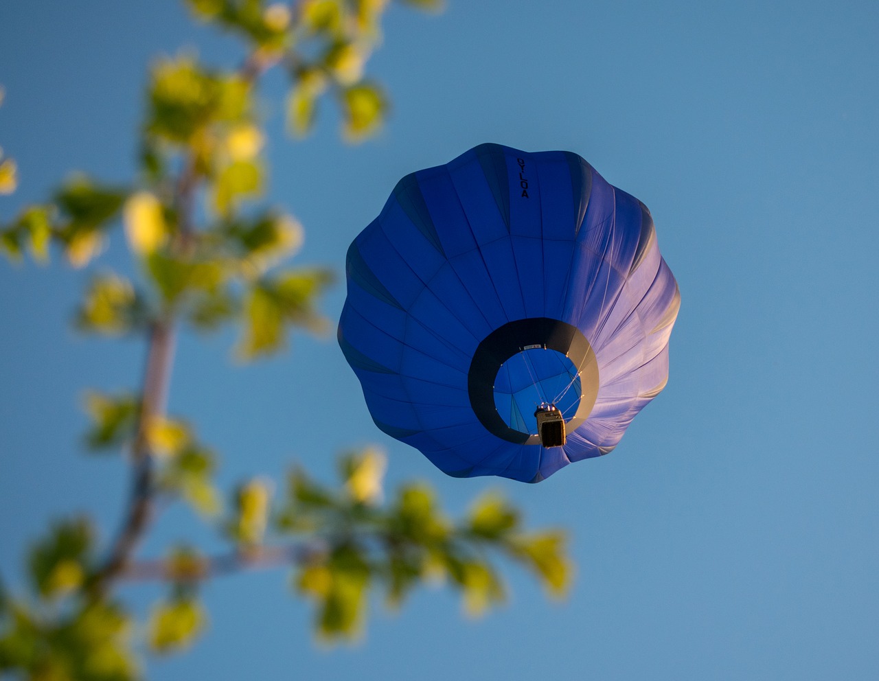 flower  nature  outdoors free photo