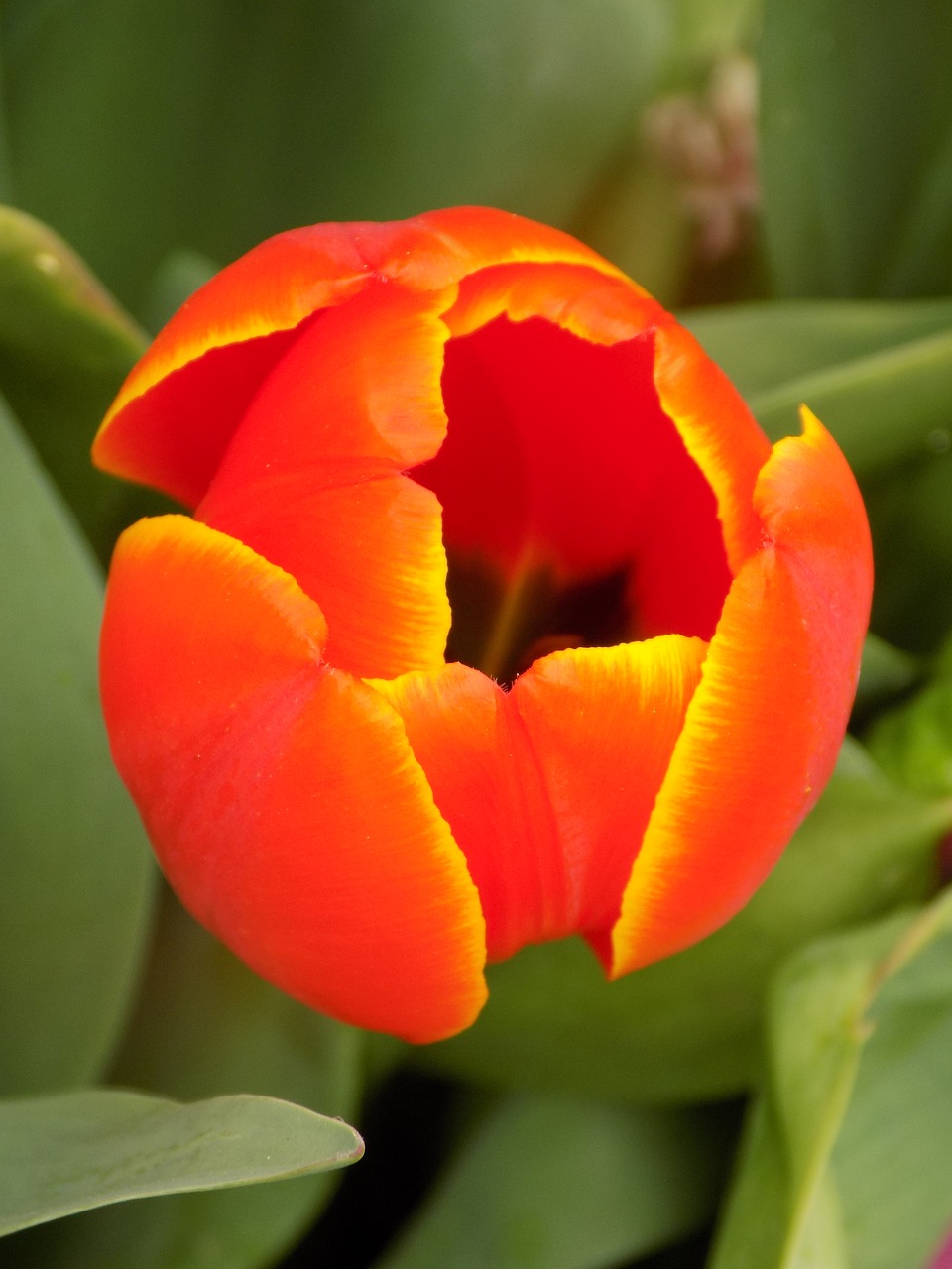 flower  nature  tulip free photo