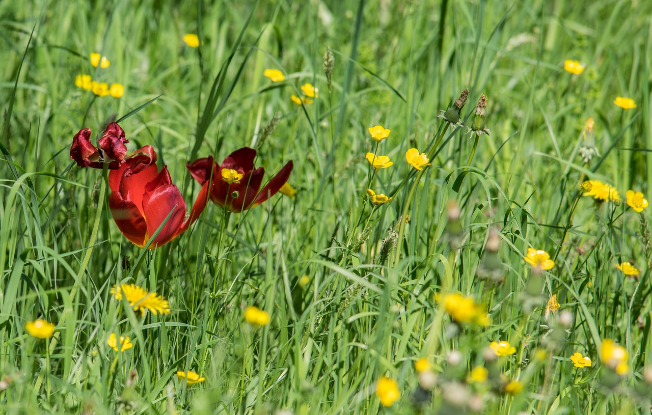 flower  nature  meadow free photo