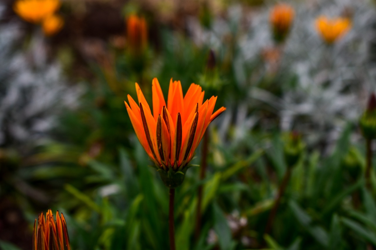 flower  plant  nature free photo