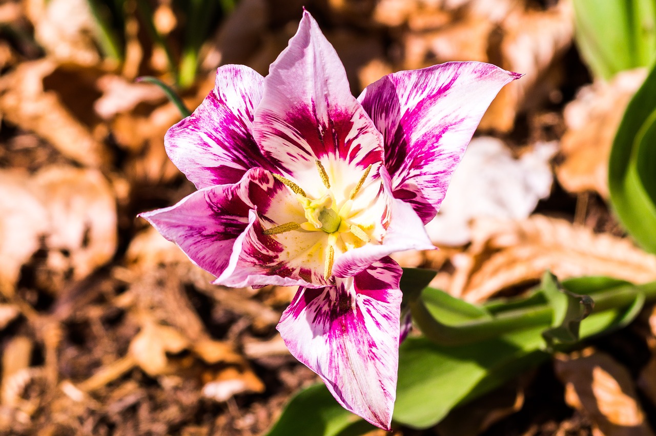 flower  nature  plant free photo