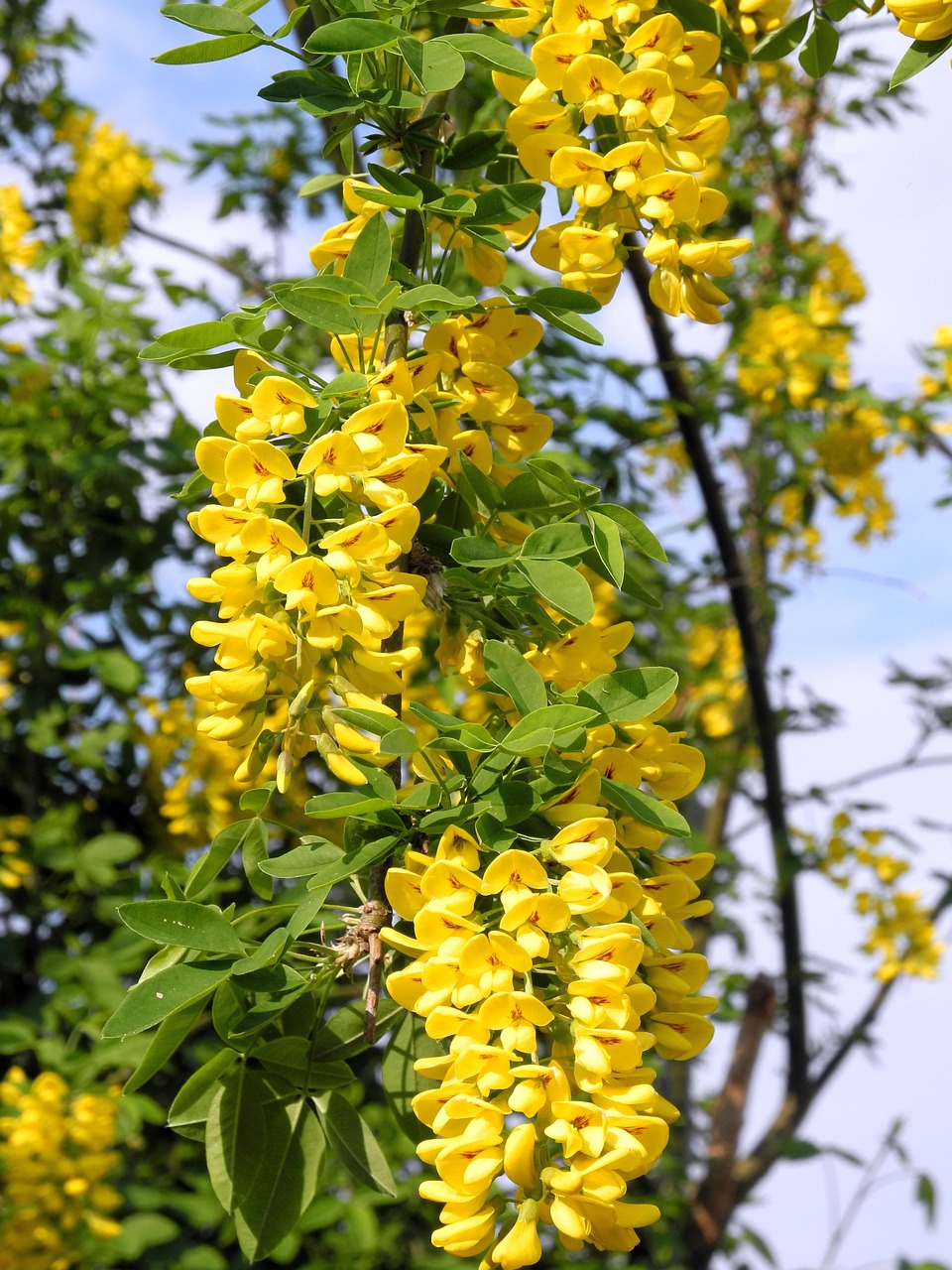 flower  plant  nature free photo