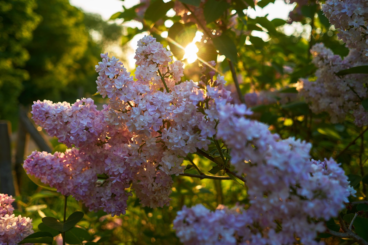 flower  plant  nature free photo