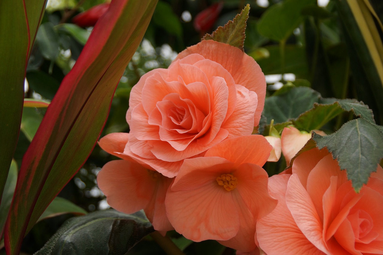 flower  begonia  petal free photo