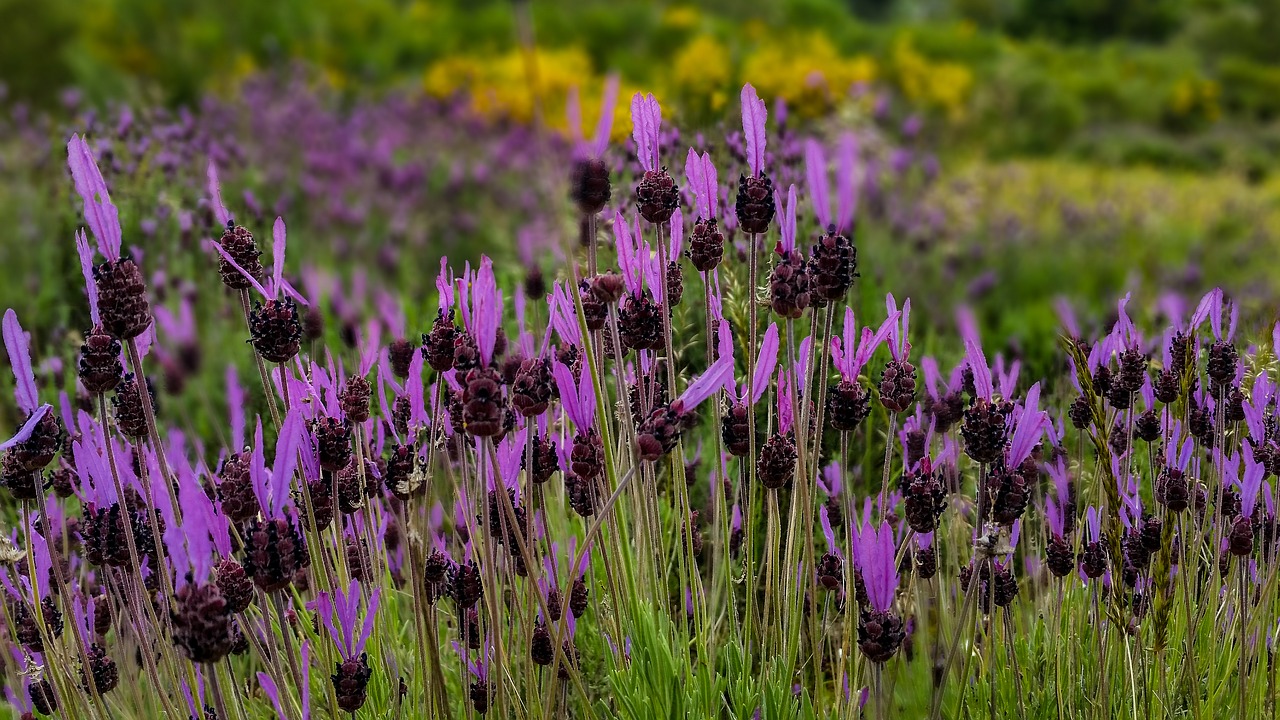 flower  nature  field free photo