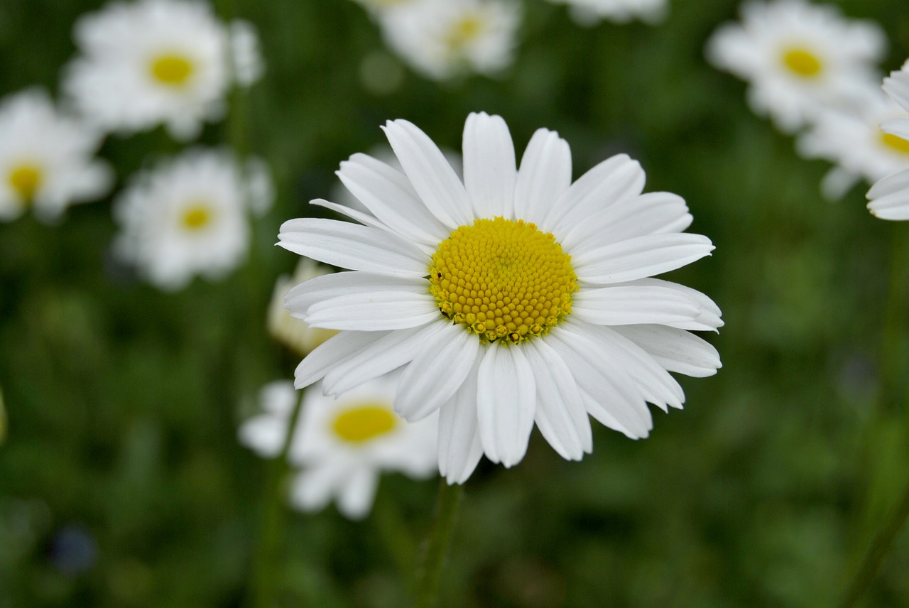 flower  nature  plant free photo