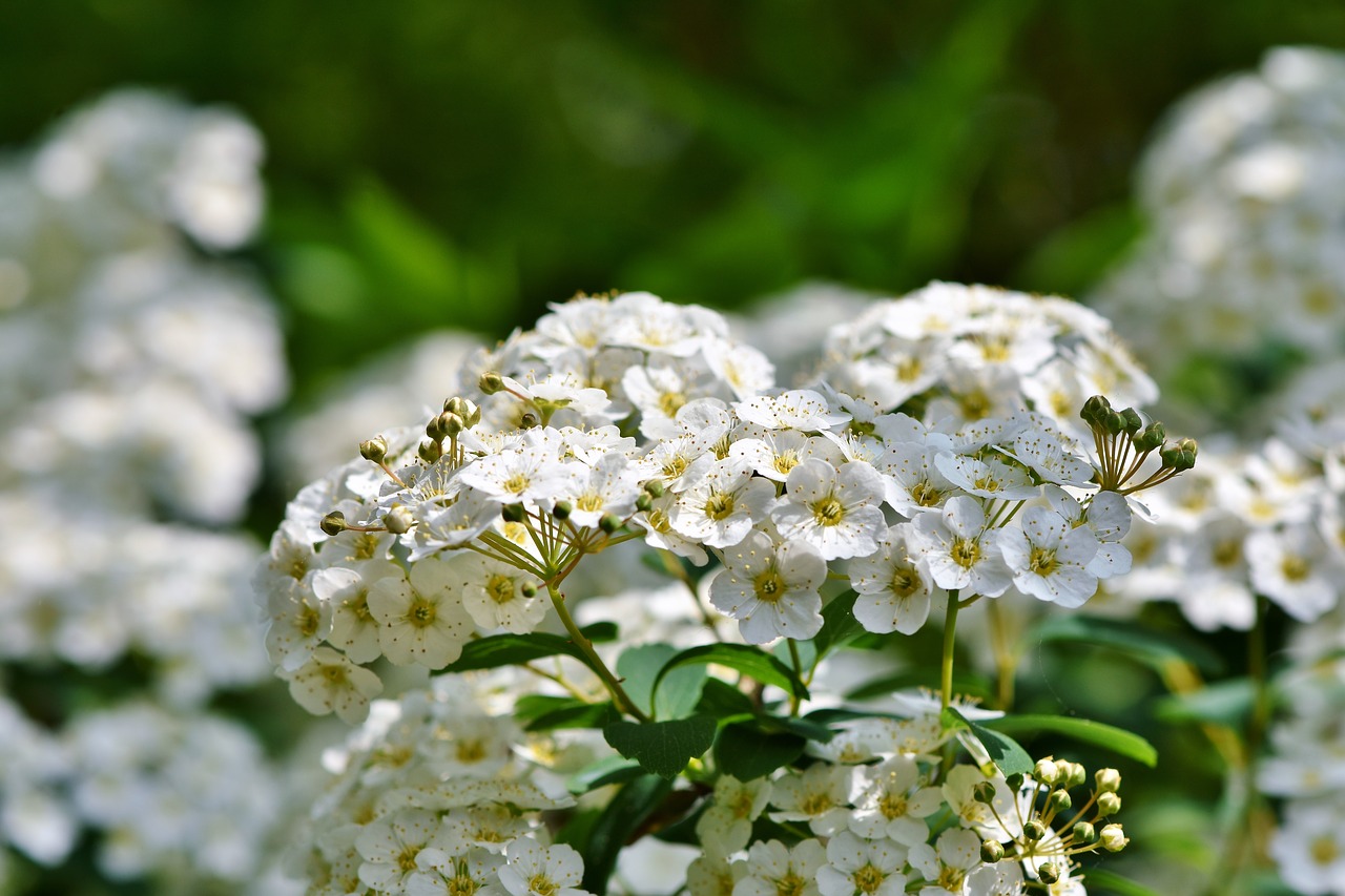 flower  white flowers  blossom free photo