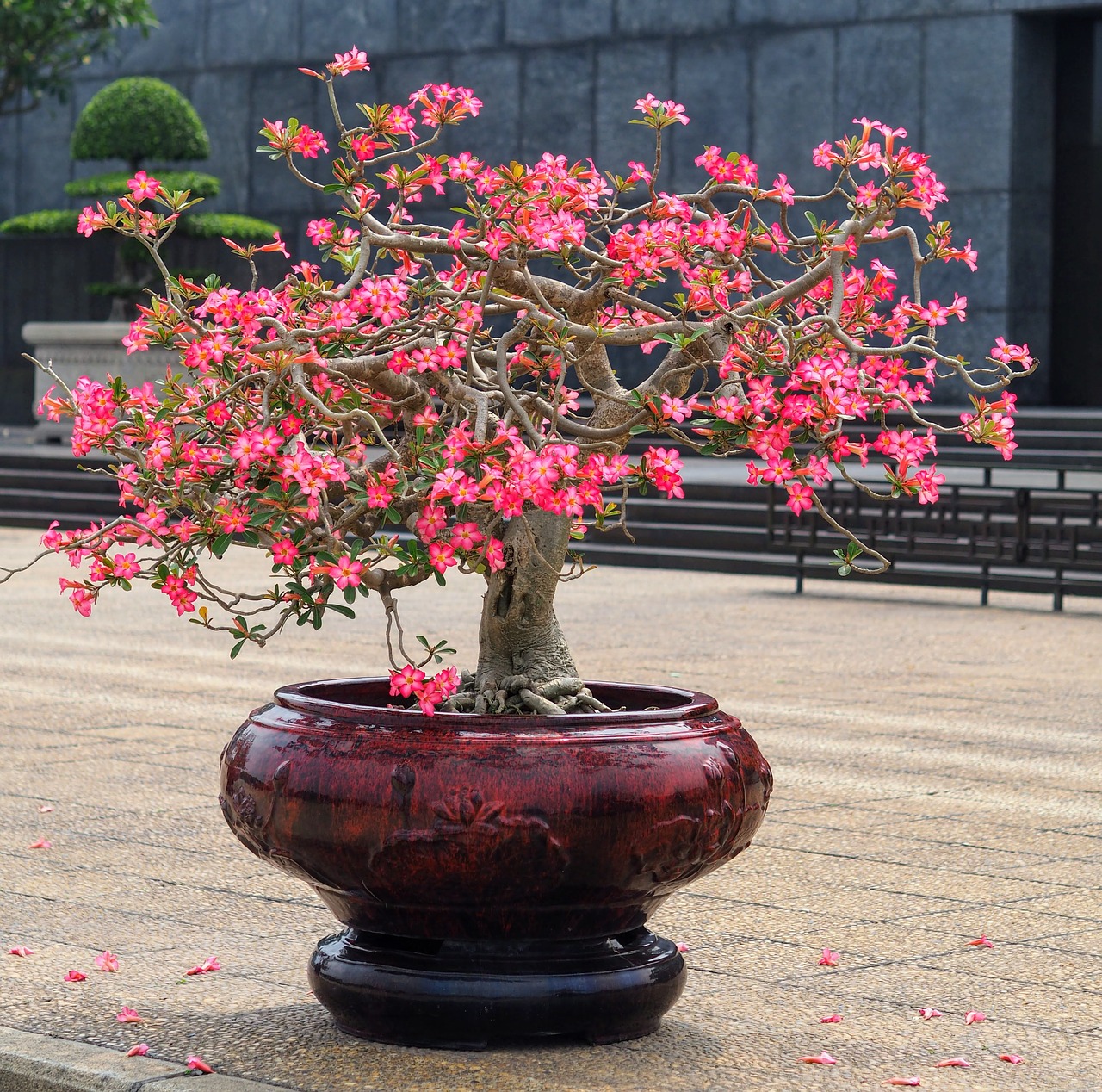 flower  garden  tree free photo