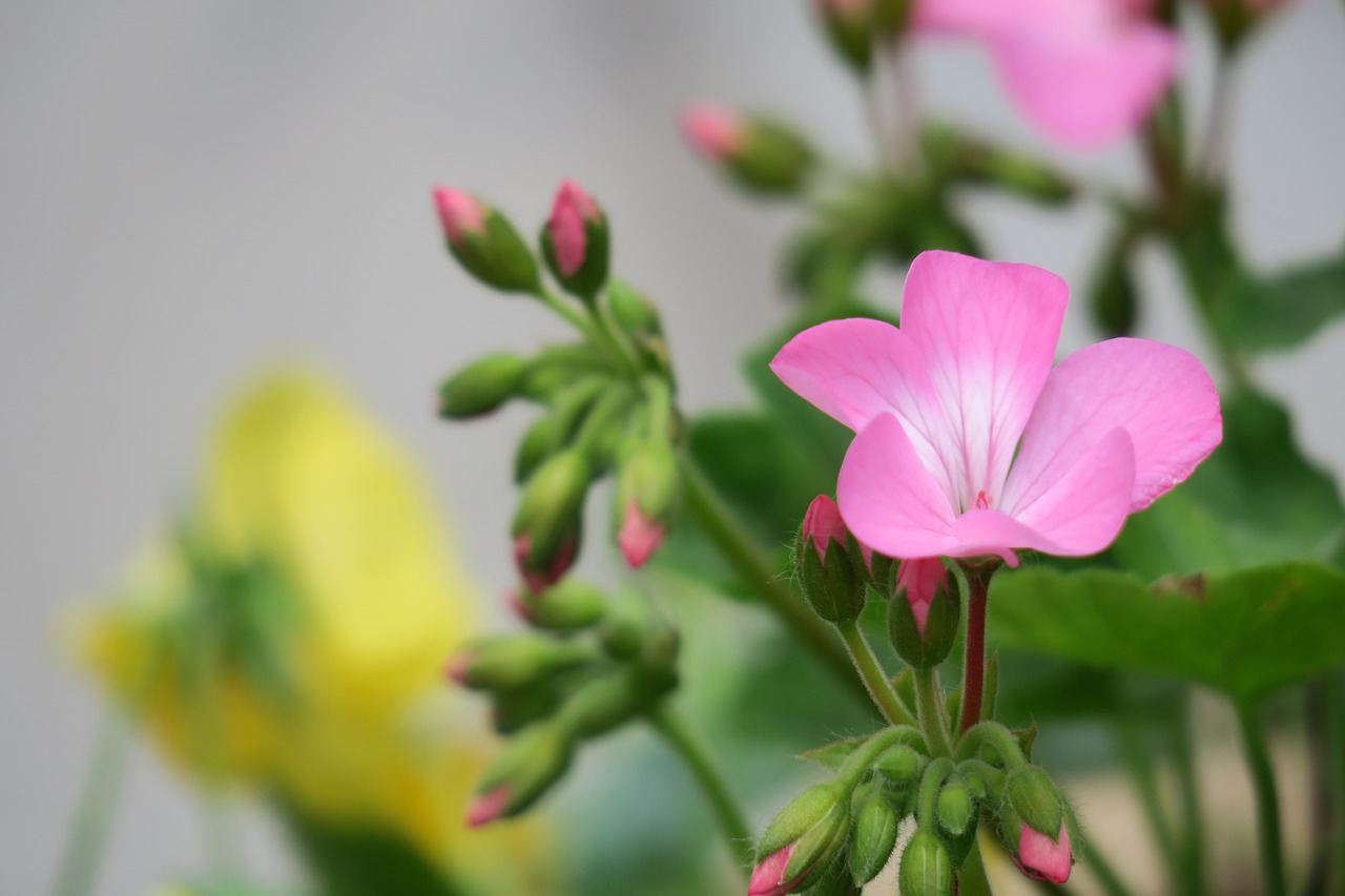 flower  plant  nature free photo