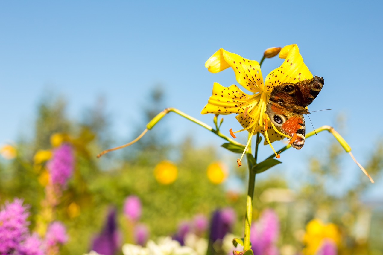 flower  nature  plant free photo