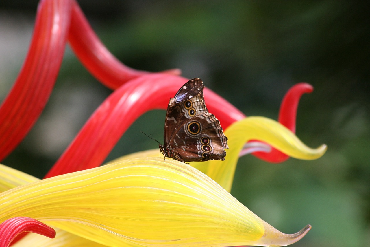 flower  nature  outdoors free photo