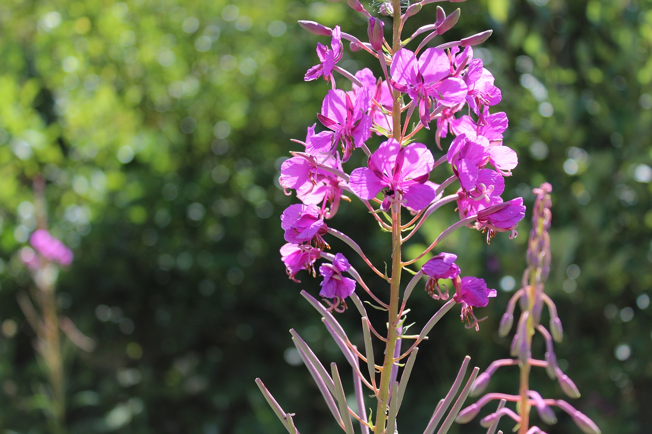 flower  nature  plant free photo