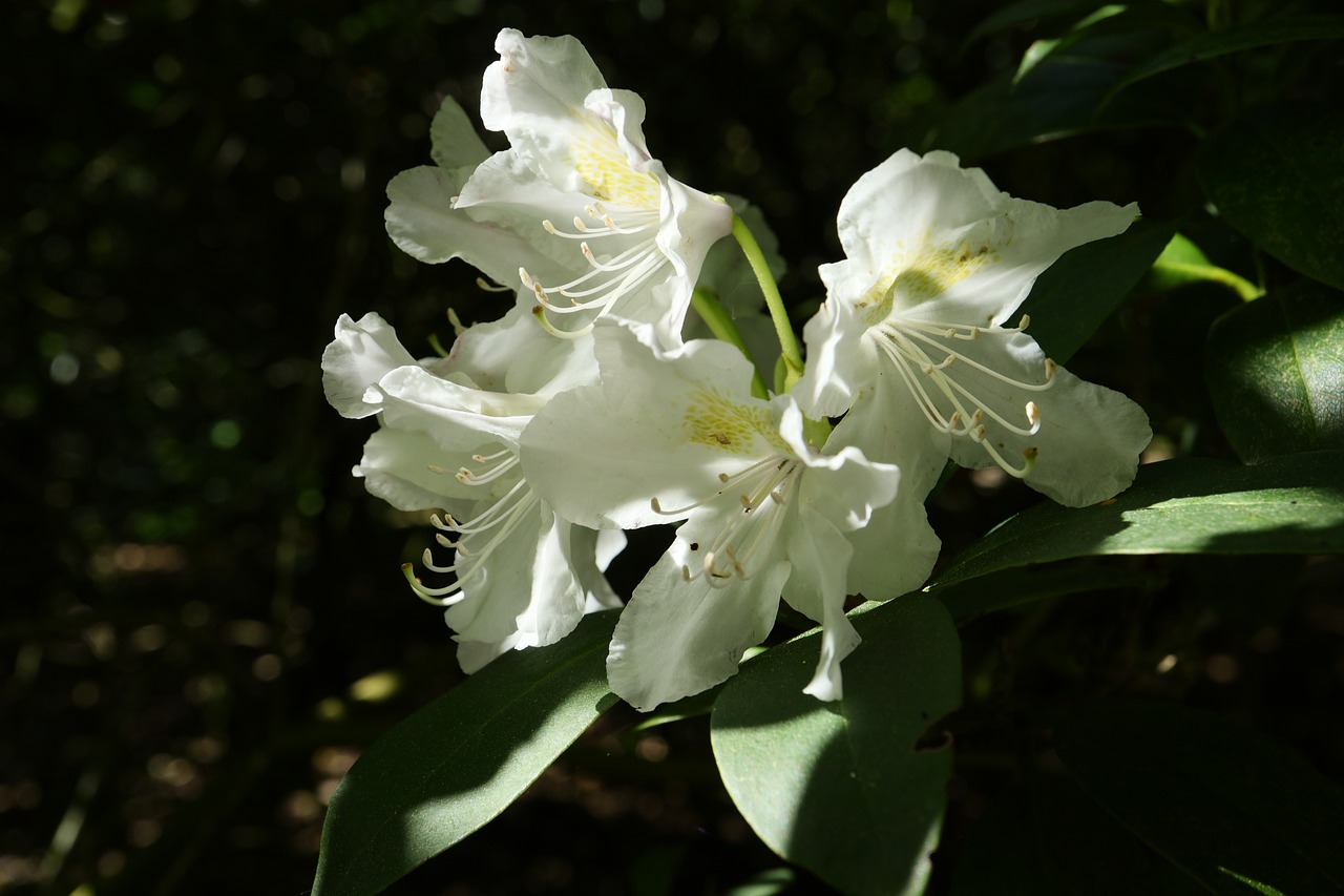 flower  plant  nature free photo