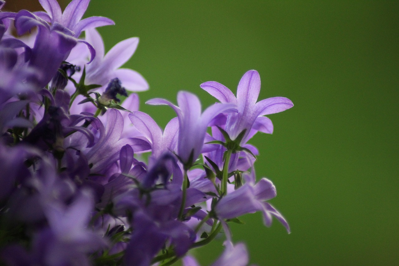 flower  plant  nature free photo