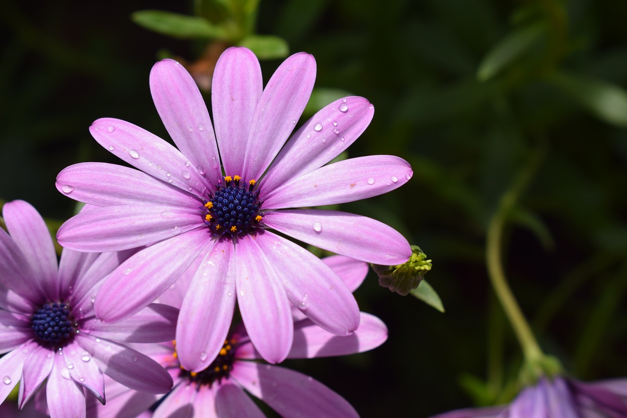 flower  plant  nature free photo