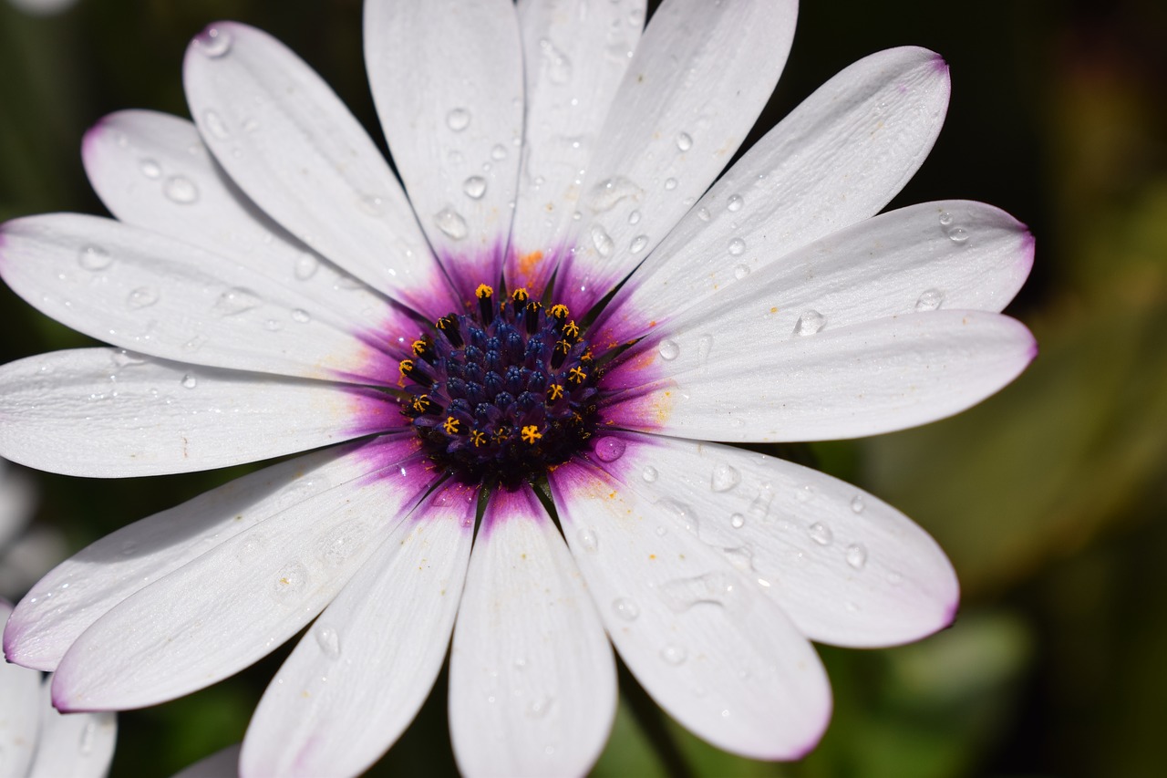 flower  plant  nature free photo