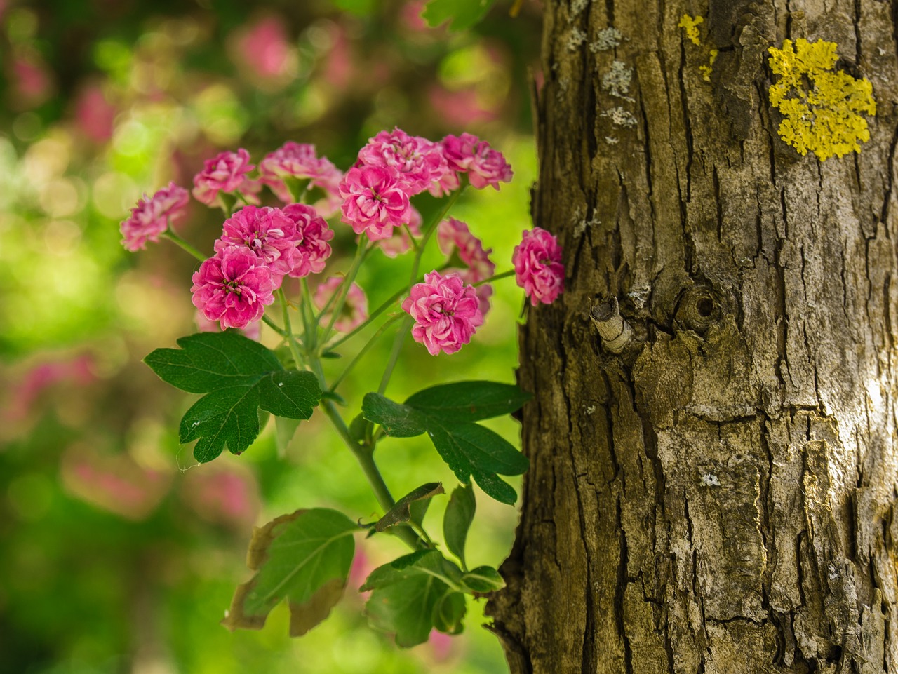 flower  tree  log free photo