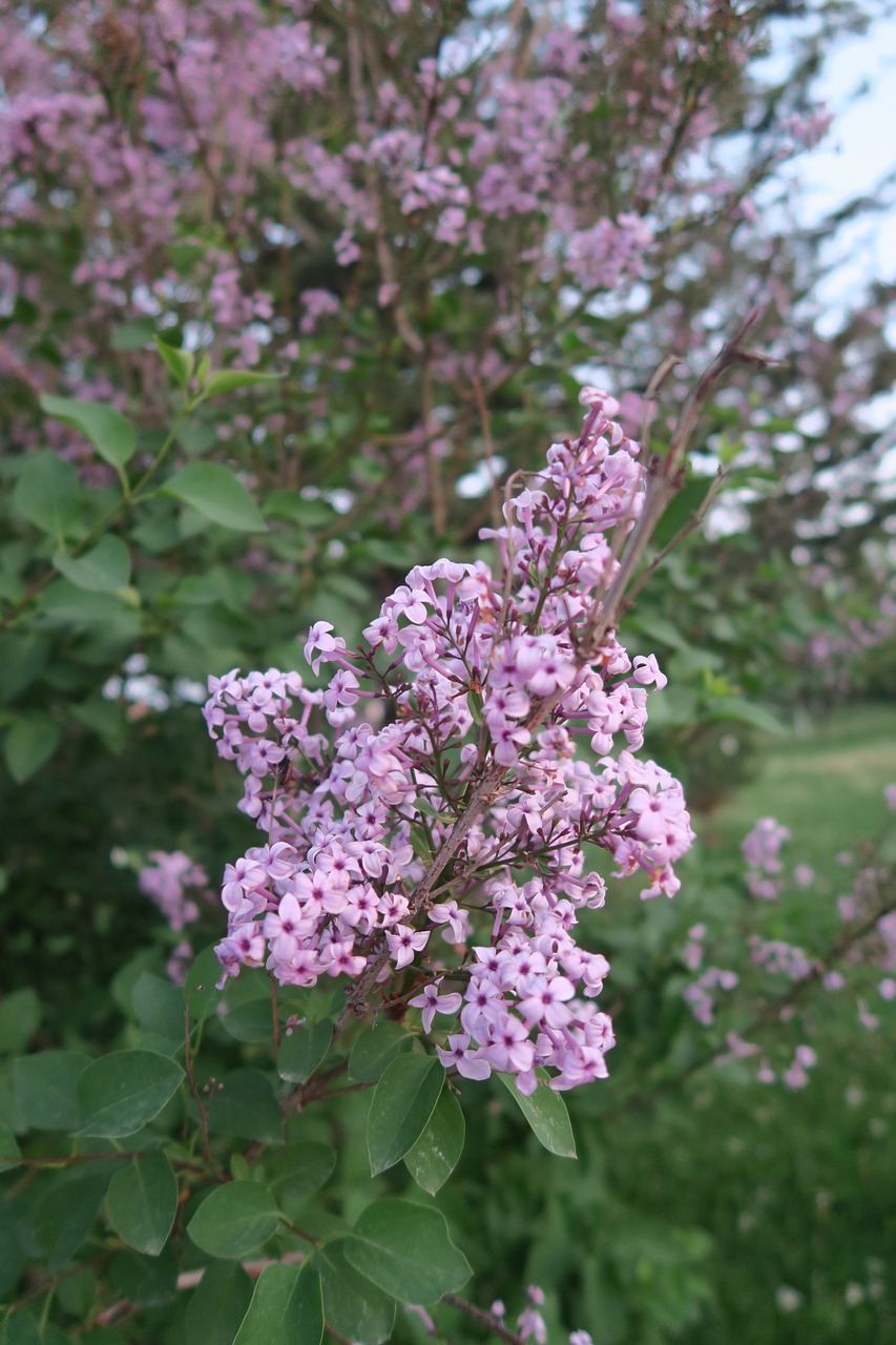 flower  plant  tree free photo