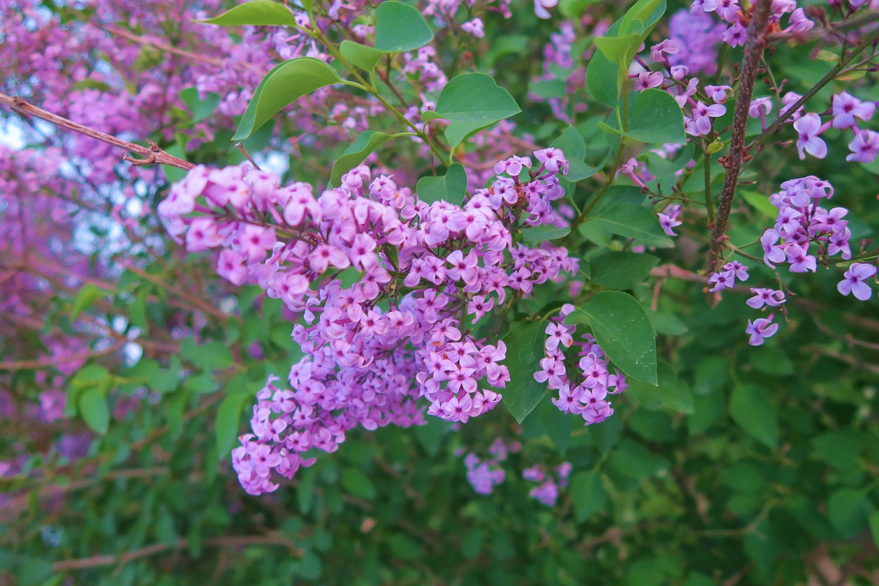 flower  plant  nature free photo