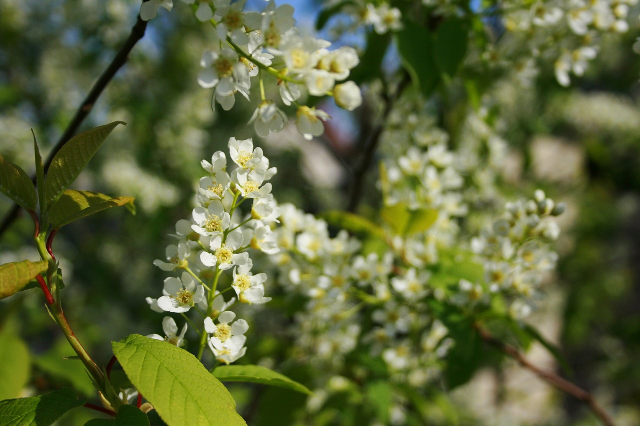 flower  plant  nature free photo