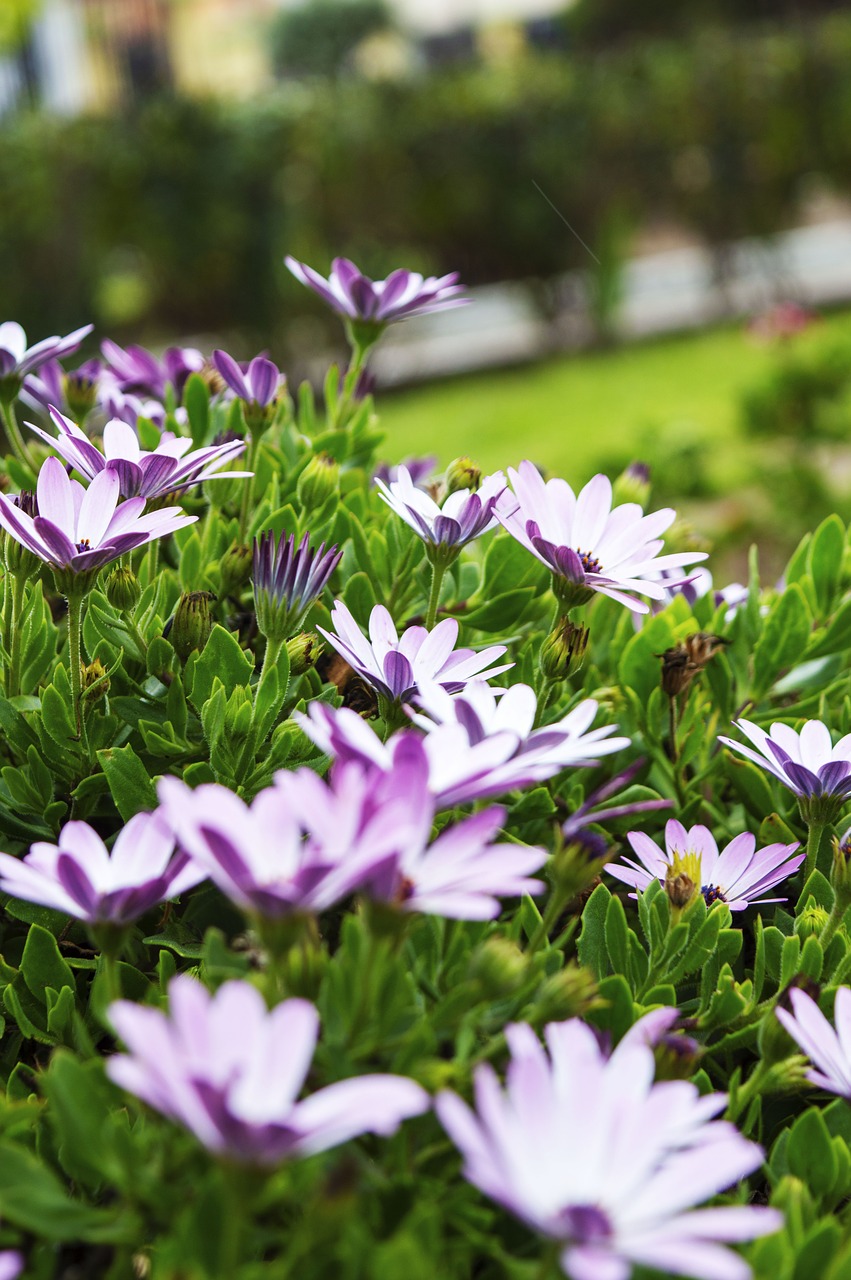 flower  plant  nature free photo