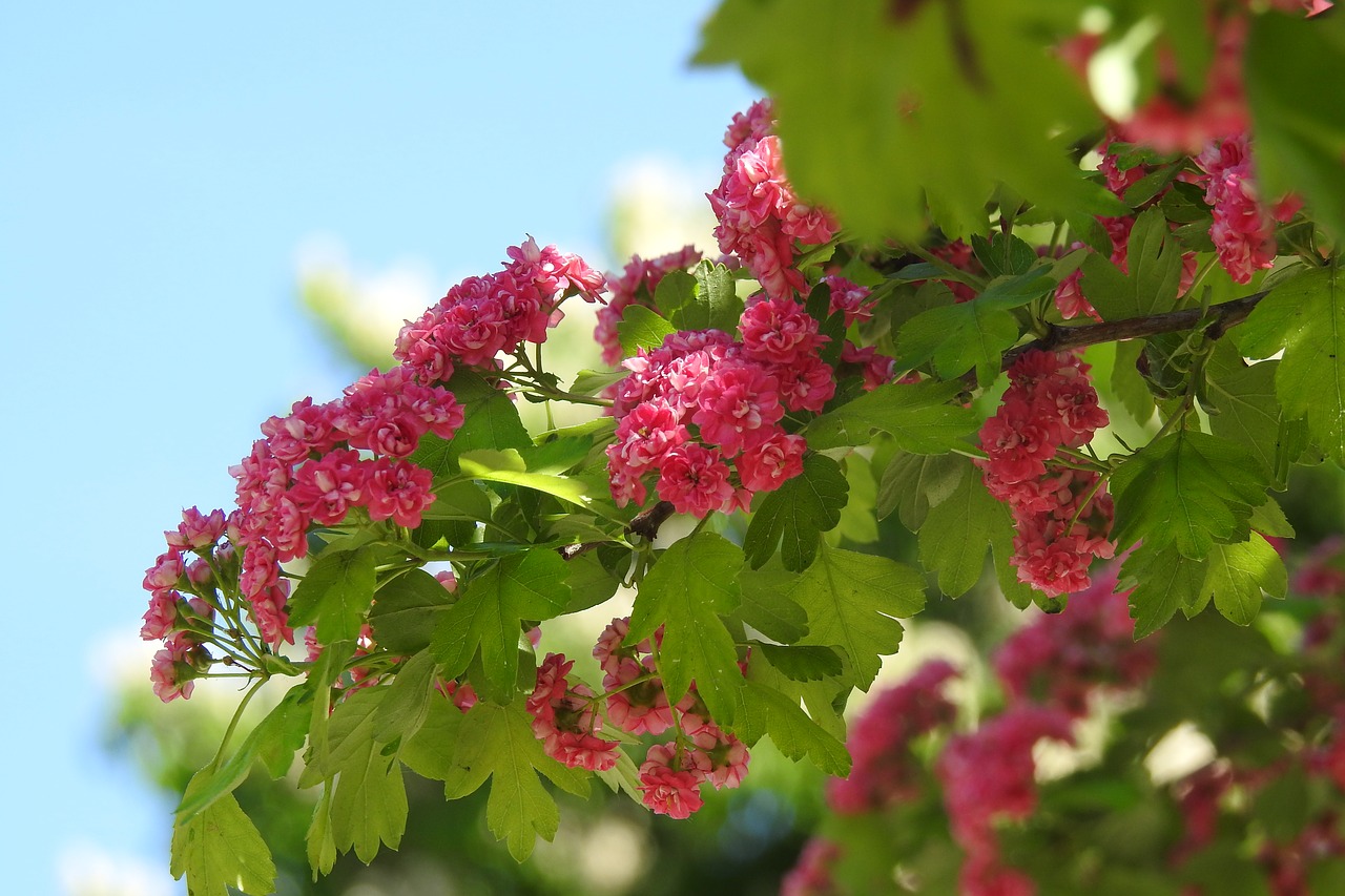 flower  bud  nature free photo