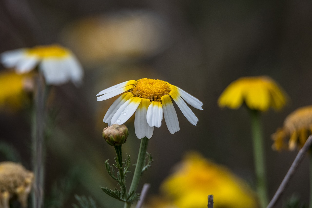 flower  nature  plant free photo